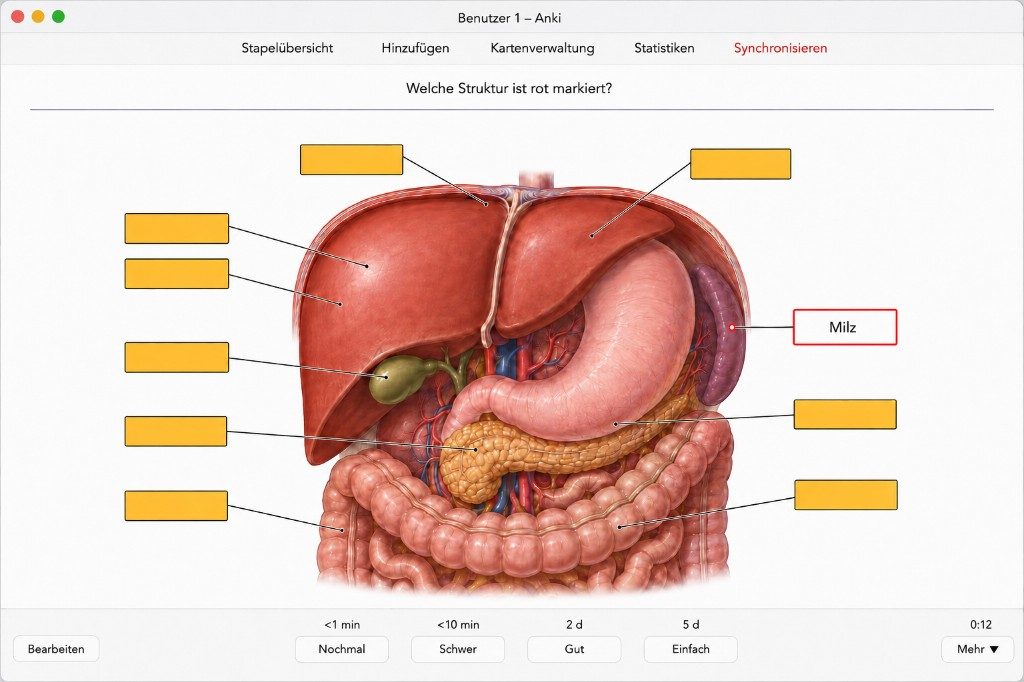 Beispiel einer QuickDecks-Bildokklusions-Karte in Anki: Anatomieabbildung mit verdeckten Beschriftungen, eine rot aufgedeckt